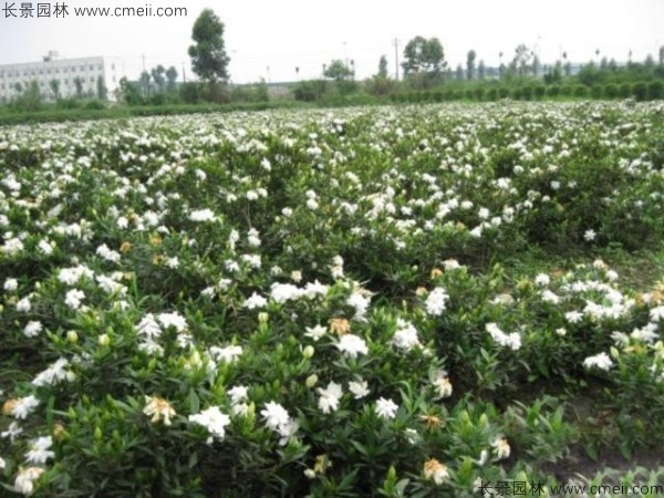 梔子花種子發(fā)芽出苗圖片