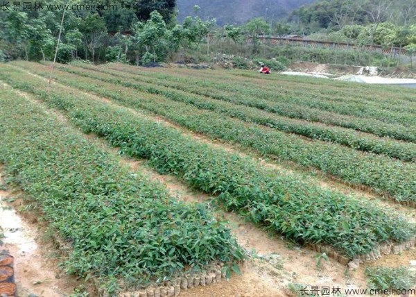 桉樹(shù)種子發(fā)芽出苗圖片