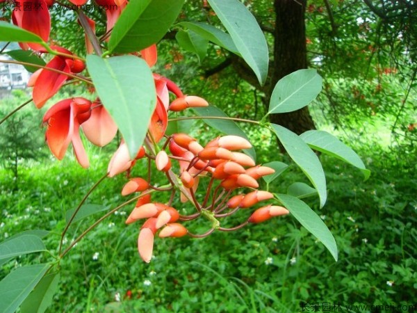 雞冠刺桐種子發(fā)芽出苗開(kāi)花圖片