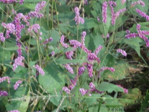 水紅花種子發(fā)芽出苗開花圖片 水紅花種子發(fā)芽出苗開花圖片