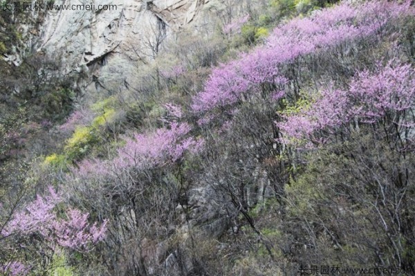 巨紫荊種子發(fā)芽出苗開(kāi)花圖片