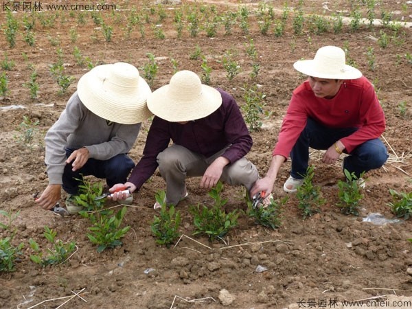 茶樹種子發(fā)芽出苗圖片