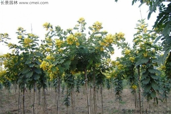 黃花槐種子發(fā)芽出苗開(kāi)花圖片