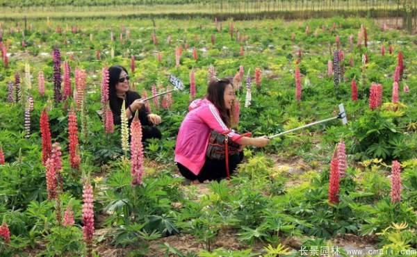 魯冰花種子發(fā)芽出苗開花圖片