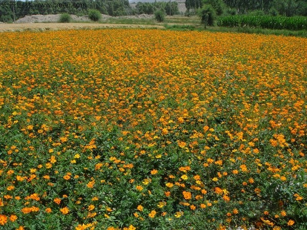 硫化菊種子發(fā)芽出苗開(kāi)花圖片