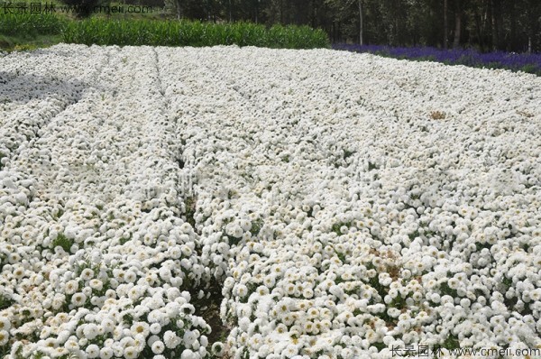 翠菊種子發(fā)芽出苗開(kāi)花圖片