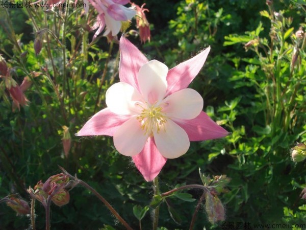 小花耬斗菜種子發(fā)芽出苗開花圖片