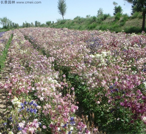 耬斗菜種子發(fā)芽出苗開(kāi)花圖片