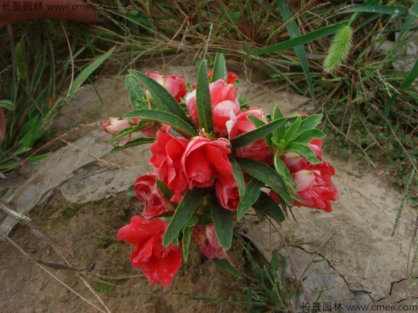 指甲花種子發(fā)芽出苗開花圖片