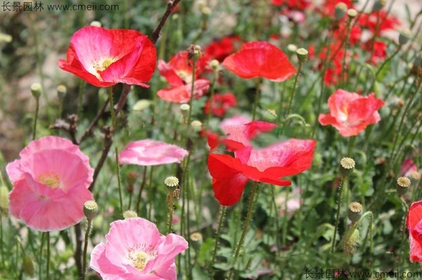 冰島虞美人種子發(fā)芽出苗開(kāi)花圖片