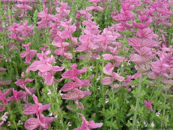 粉花鼠尾草種子發(fā)芽出苗開花圖片