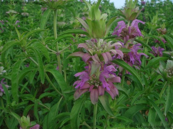 美國(guó)薄荷種子發(fā)芽出苗開(kāi)花圖片