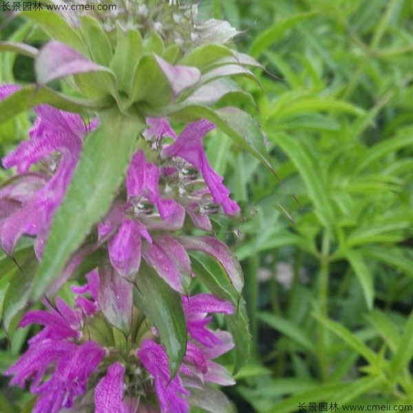 美國(guó)薄荷種子發(fā)芽出苗開(kāi)花圖片