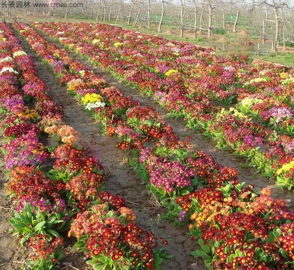 歐洲報(bào)春種子發(fā)芽出苗開花圖片