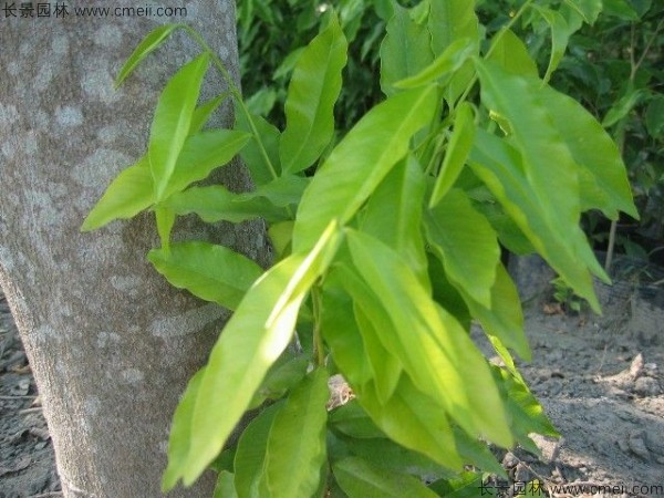 蓽澄茄種子發(fā)芽出苗圖片