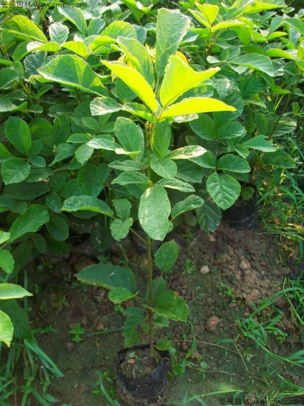 黃花風鈴木種子發(fā)芽出苗圖片