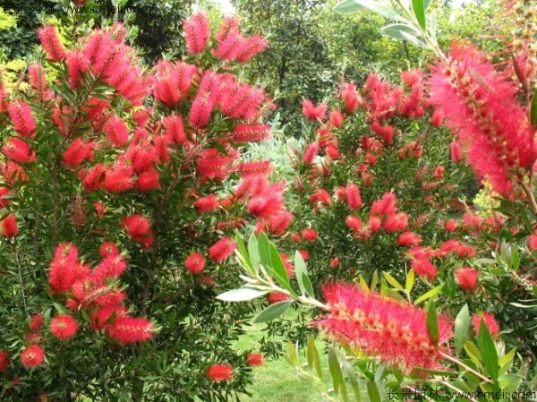 紅千層種子發(fā)芽出苗開(kāi)花圖片