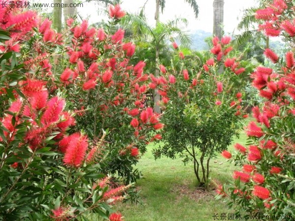 紅千層種子發(fā)芽出苗開(kāi)花圖片