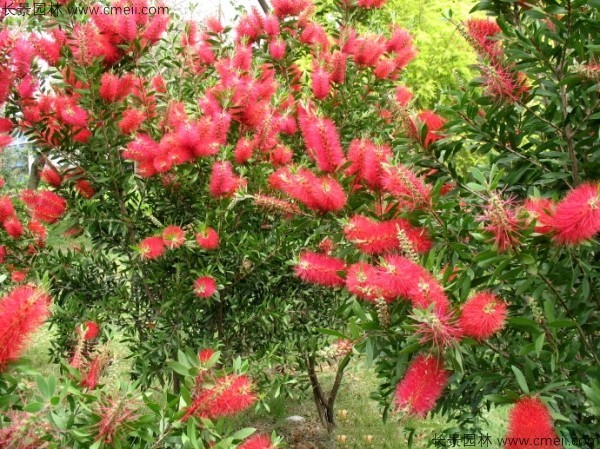 紅千層種子發(fā)芽出苗開(kāi)花圖片