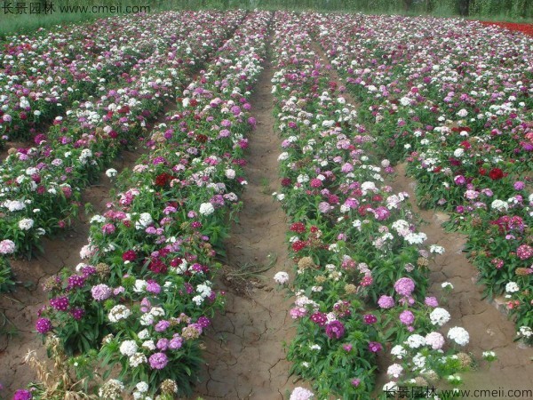 瞿麥種子發(fā)芽出苗開花圖片