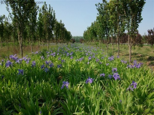 藍(lán)花鳶尾