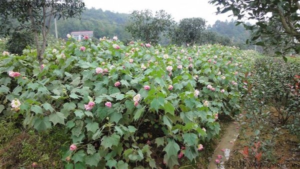 木芙蓉種子發(fā)芽出苗開花圖片