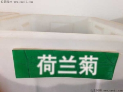 荷蘭菊種子