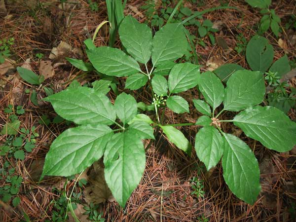 人參種子發(fā)芽出苗圖片