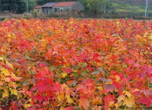 紅楓種子發(fā)芽出苗圖片