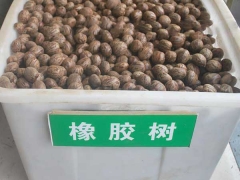 橡膠樹(shù)種子