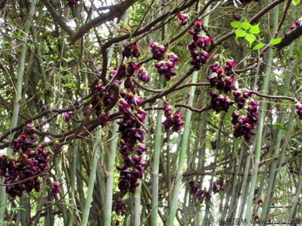 雞血藤種子發(fā)芽出苗開花圖片