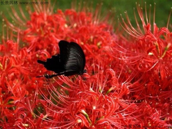 石蒜種子發(fā)芽出苗開(kāi)花圖片