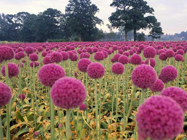 大花蔥種子發(fā)芽出苗開(kāi)花圖片