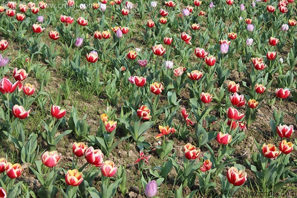 郁金香開花圖片