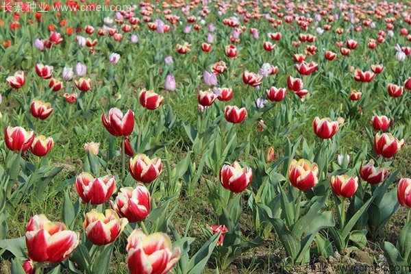 郁金香開花圖片