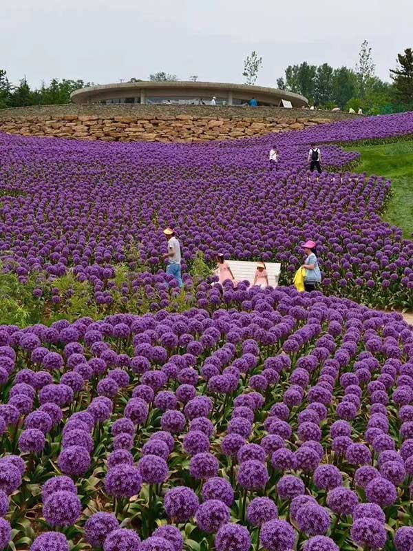 大花蔥開(kāi)花花海景觀