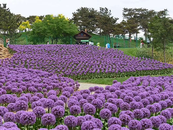 大花蔥開(kāi)花花海景觀