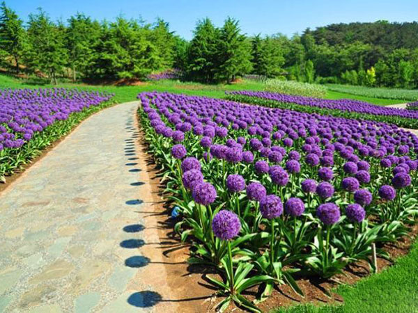 大花蔥開(kāi)花花海景觀