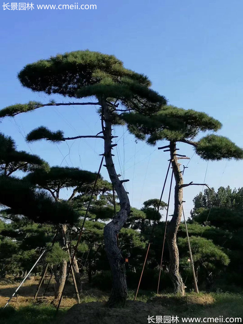 景觀樹造型黑松大型地景