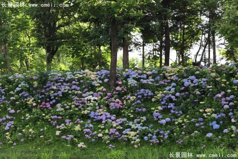 繡球花八仙花圖片基地實(shí)拍