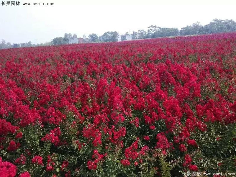 美國(guó)三紅紫薇紅花國(guó)旗紅大紅紫薇