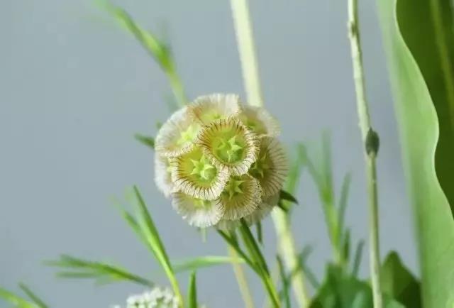 輪峰菊的形態(tài)特征、生長習性及種植方法