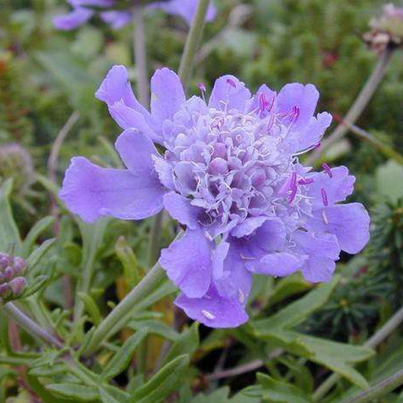 輪峰菊的形態(tài)特征、生長習性及種植方法