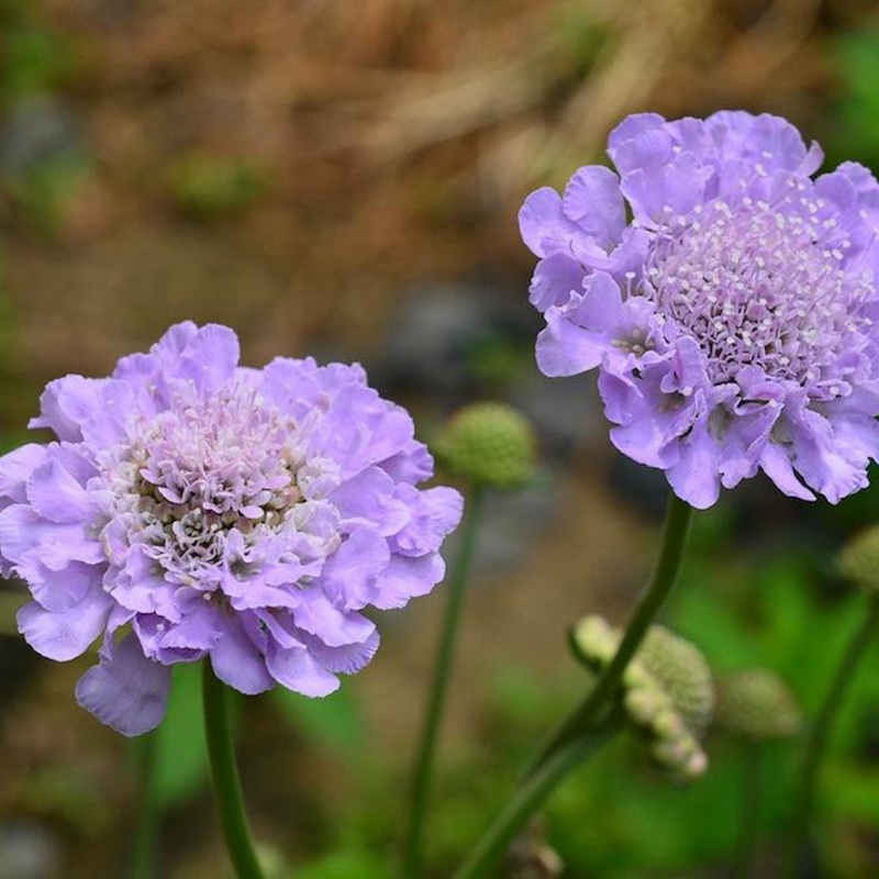 輪峰菊的形態(tài)特征、生長習性及種植方法