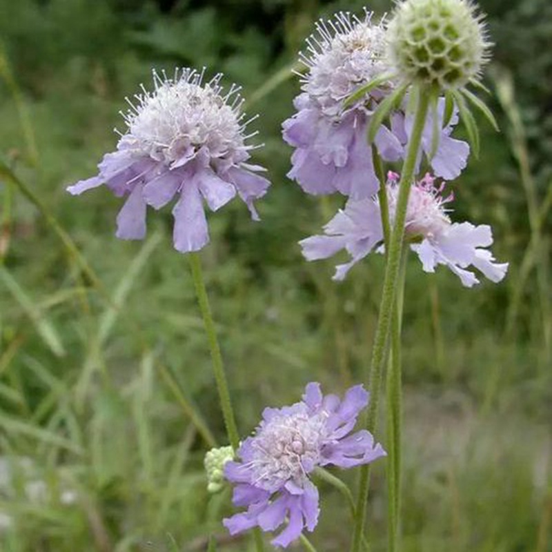 輪峰菊的形態(tài)特征、生長習性及種植方法