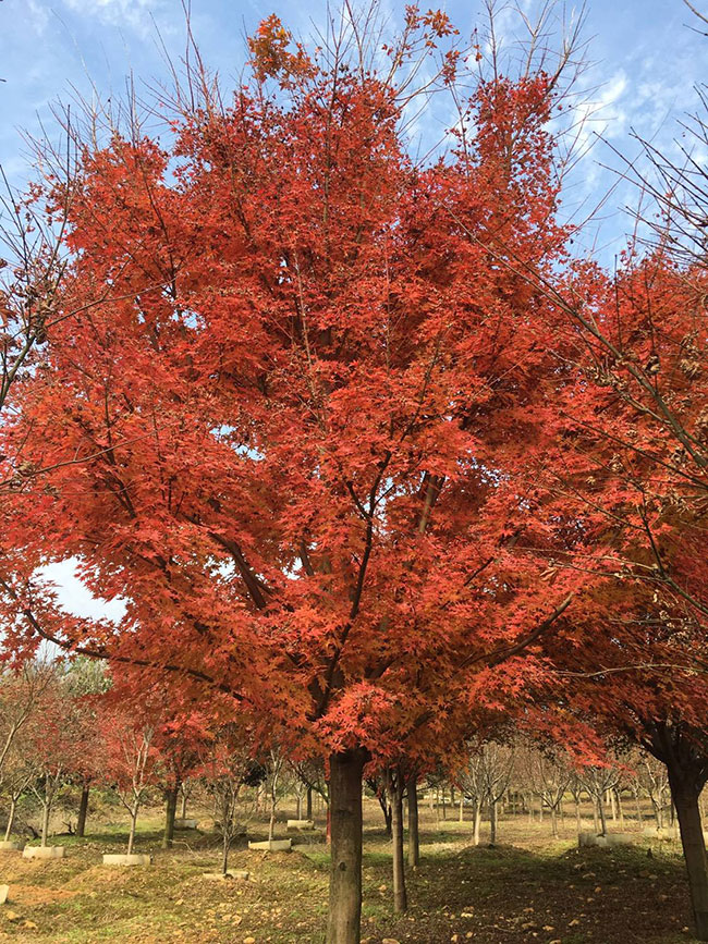 美國紅楓小苗怎樣種植?美國紅楓小苗管理技術 美國紅楓小苗怎樣種植?美國紅楓小苗管理技術