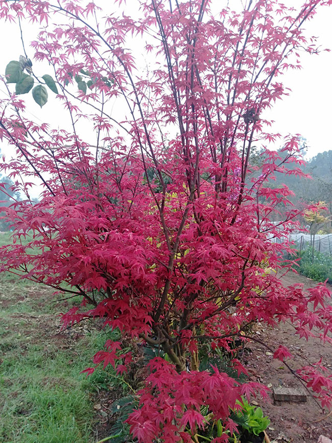 1586492004167976.jpg 美國紅楓小苗怎樣種植?美國紅楓小苗管理技術